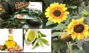 les acides gras insaturés