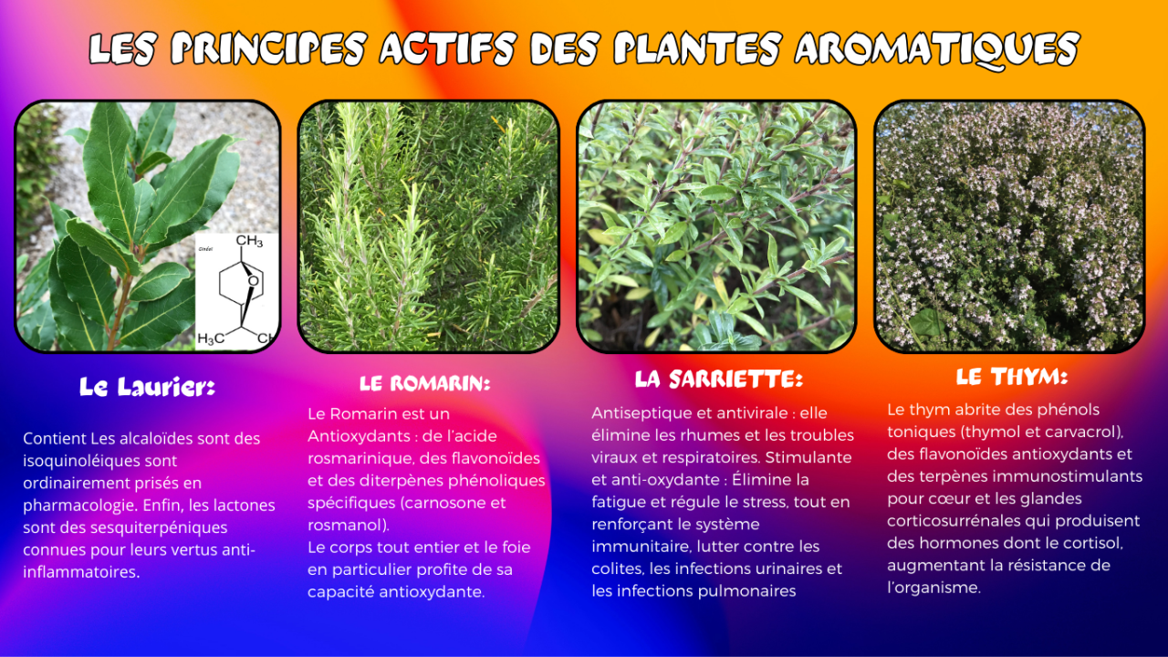 Plantes Aromatiques