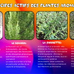 Plantes Aromatiques