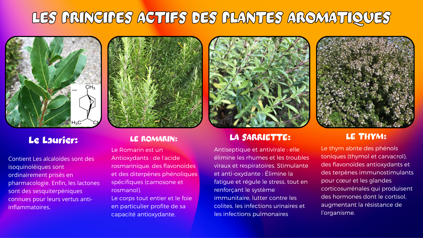 You are currently viewing Plantes Aromatiques