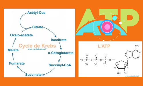 L’Adénosine Triphosphate