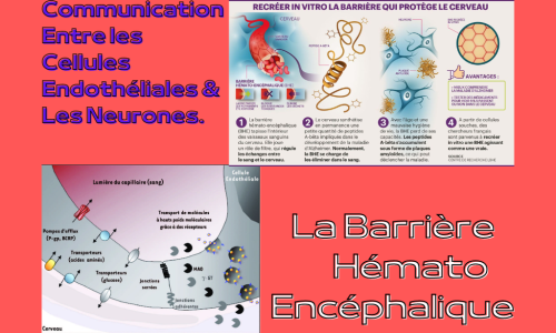 La barrière hémato-encéphalique