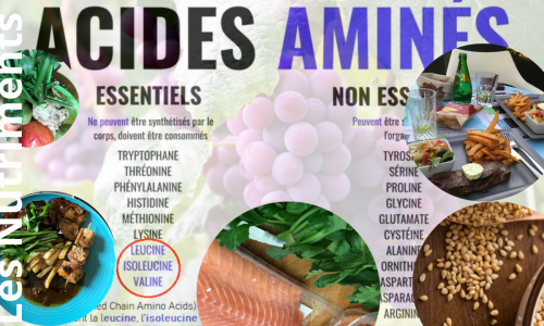 Les acides aminés