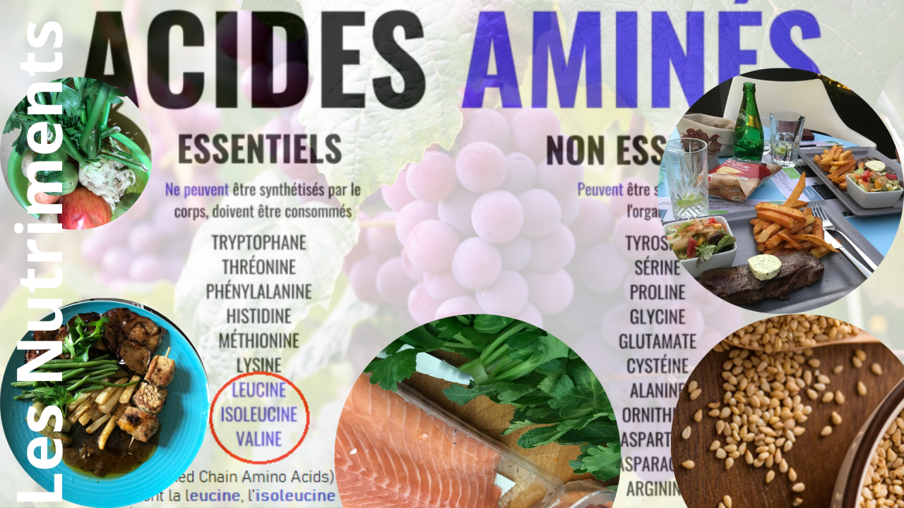 You are currently viewing Les acides aminés