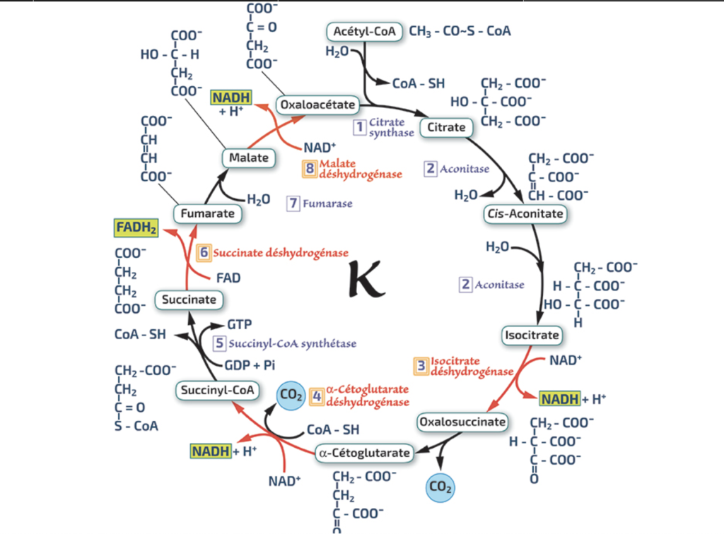 Le cycle de Krebs - snail-info