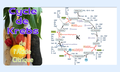 Le cycle de Krebs