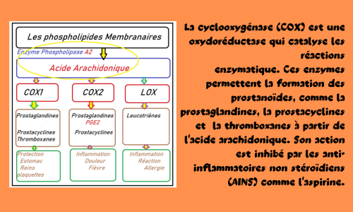 Les cyclo-oxygénases