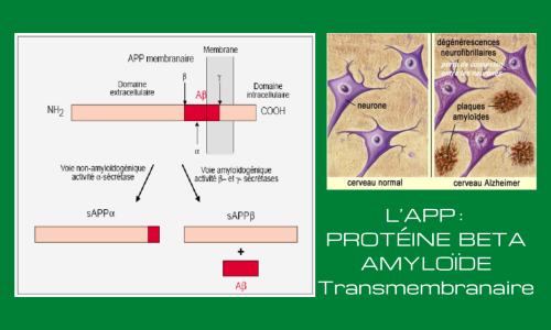 La Protéine Béta-Amyloïde