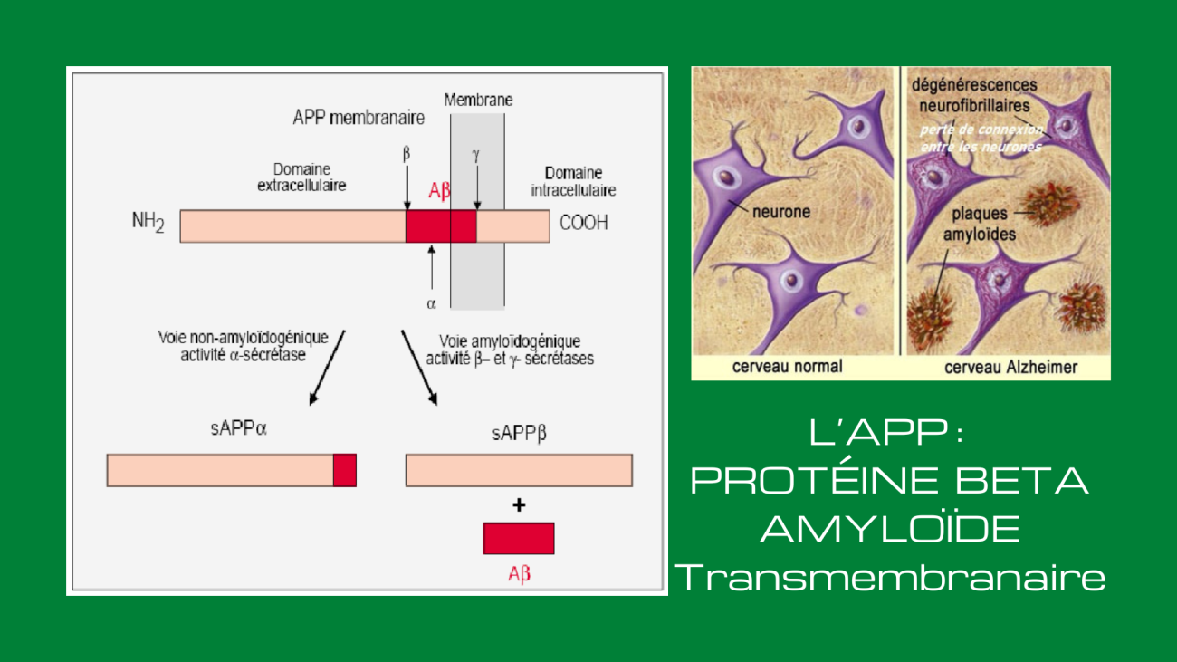 You are currently viewing La Protéine Béta-Amyloïde