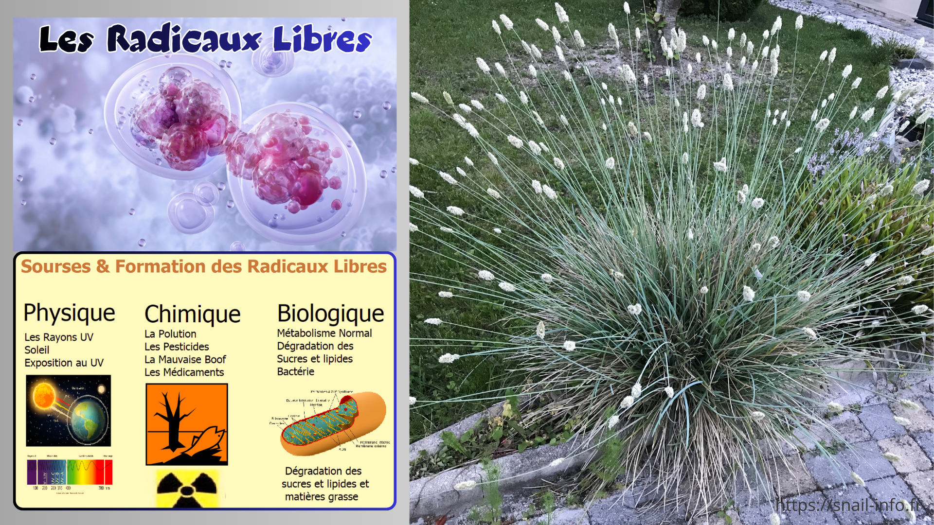 You are currently viewing Les radicaux libres