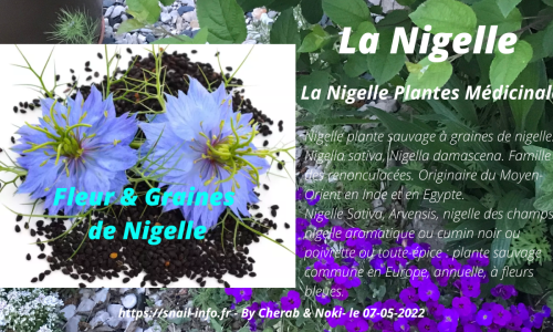 Graines de Nigelle