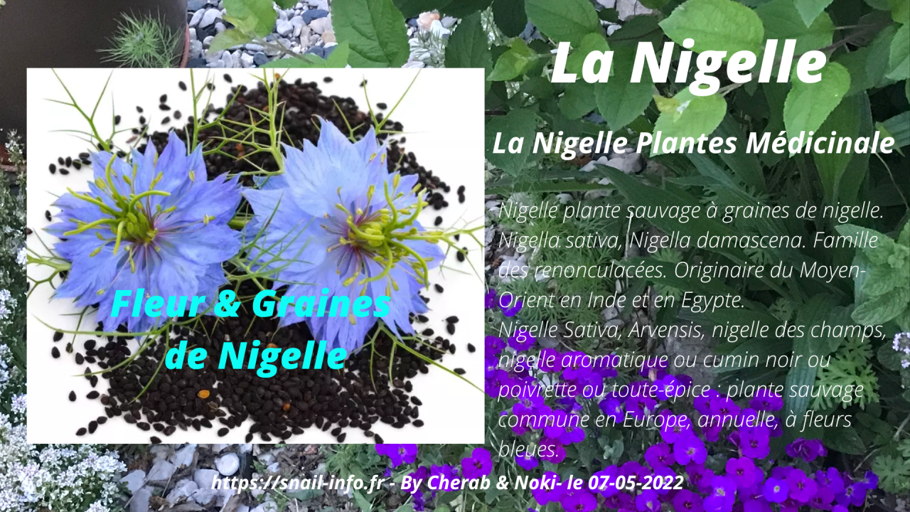 You are currently viewing Graines de Nigelle