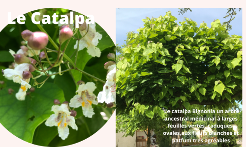 Catalpa