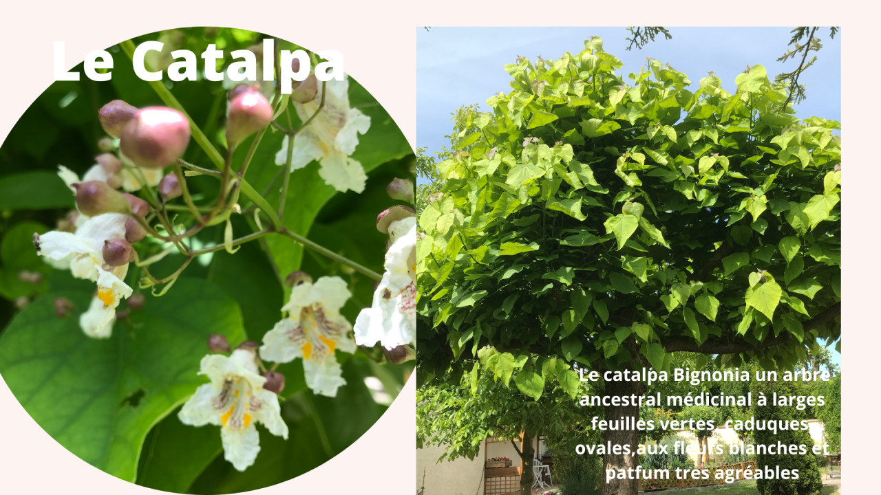 Catalpa