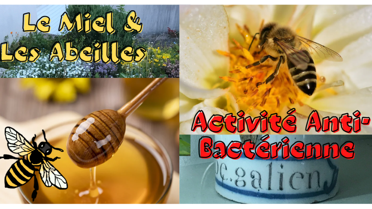 Le miel et l’Abeille