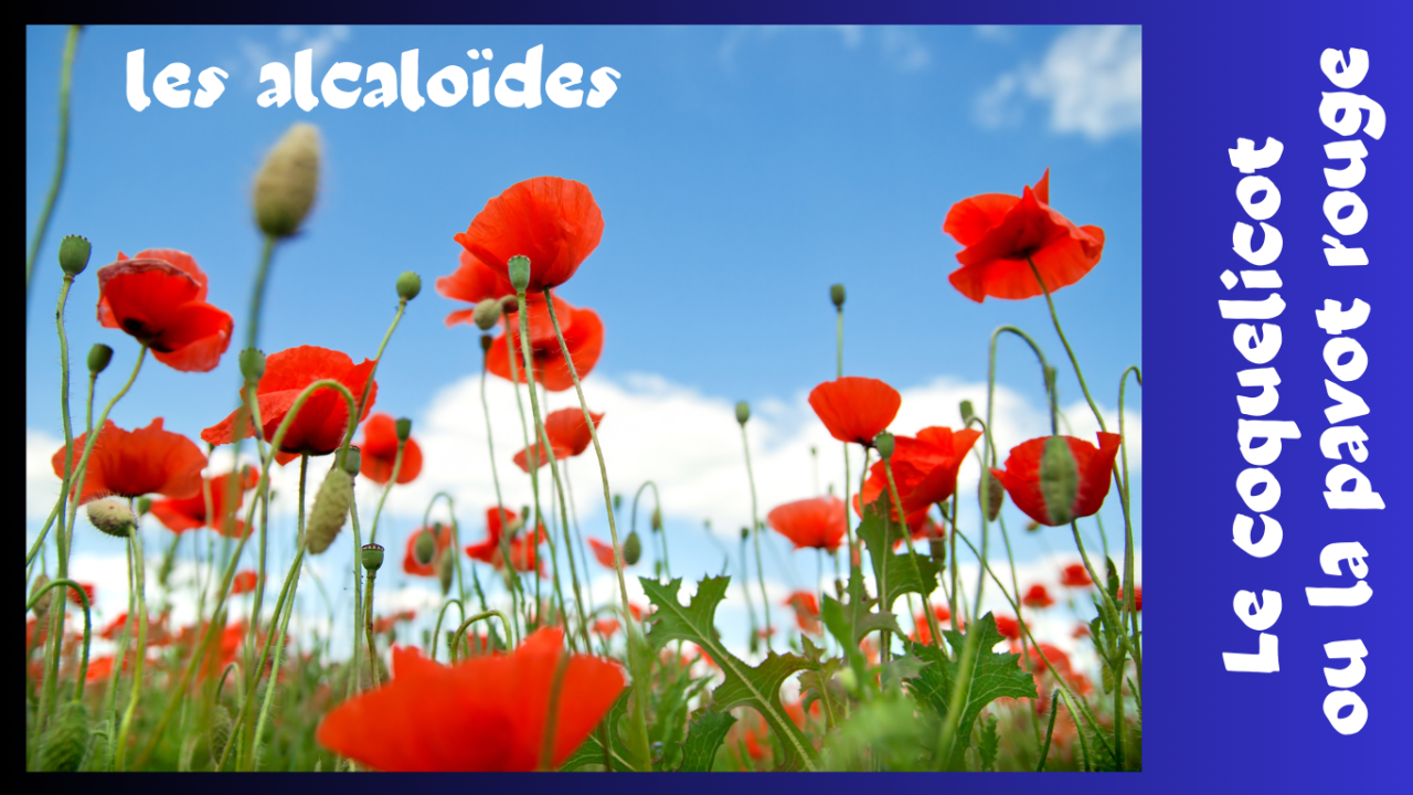 Les alcaloïdes