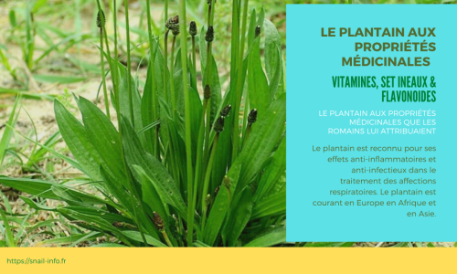 Le plantin