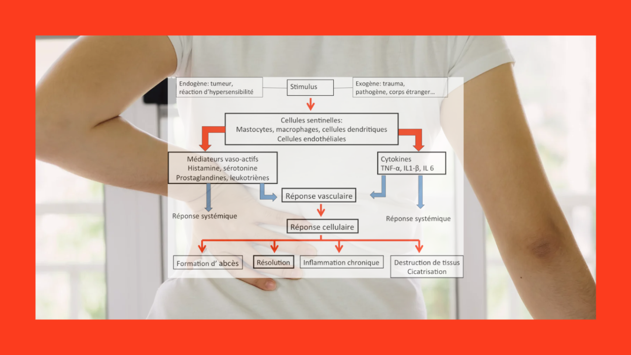 L’inflammation