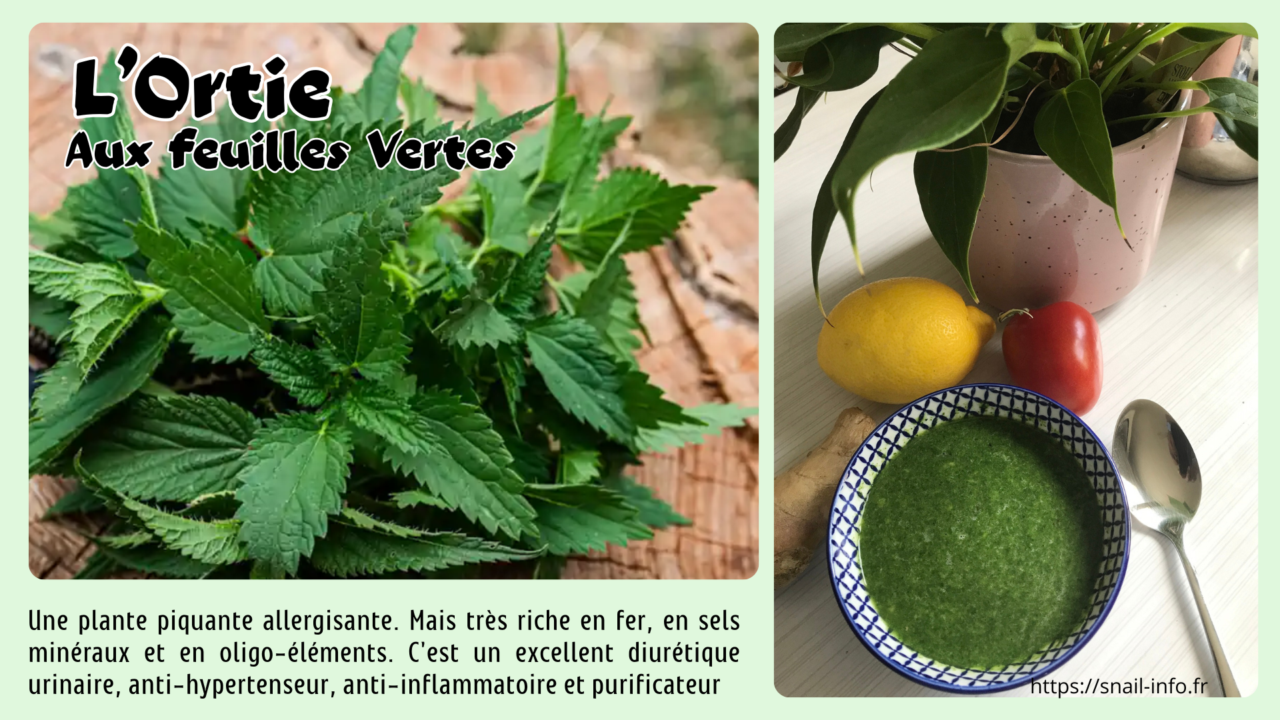 L&rsquo;ortie