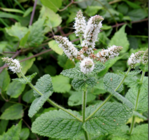 Mentha suaveolens