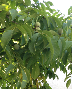 Fruits de noyer-Noix