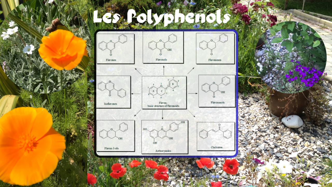 Les Polyphénols