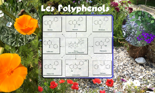 Les Polyphénols