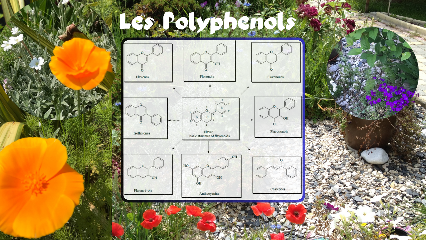 You are currently viewing Les Polyphénols