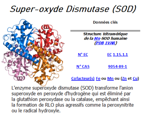 Super-Oxyde Dismutase