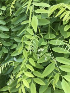 Feuille de sophora