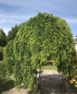 Sophora japonica pondula