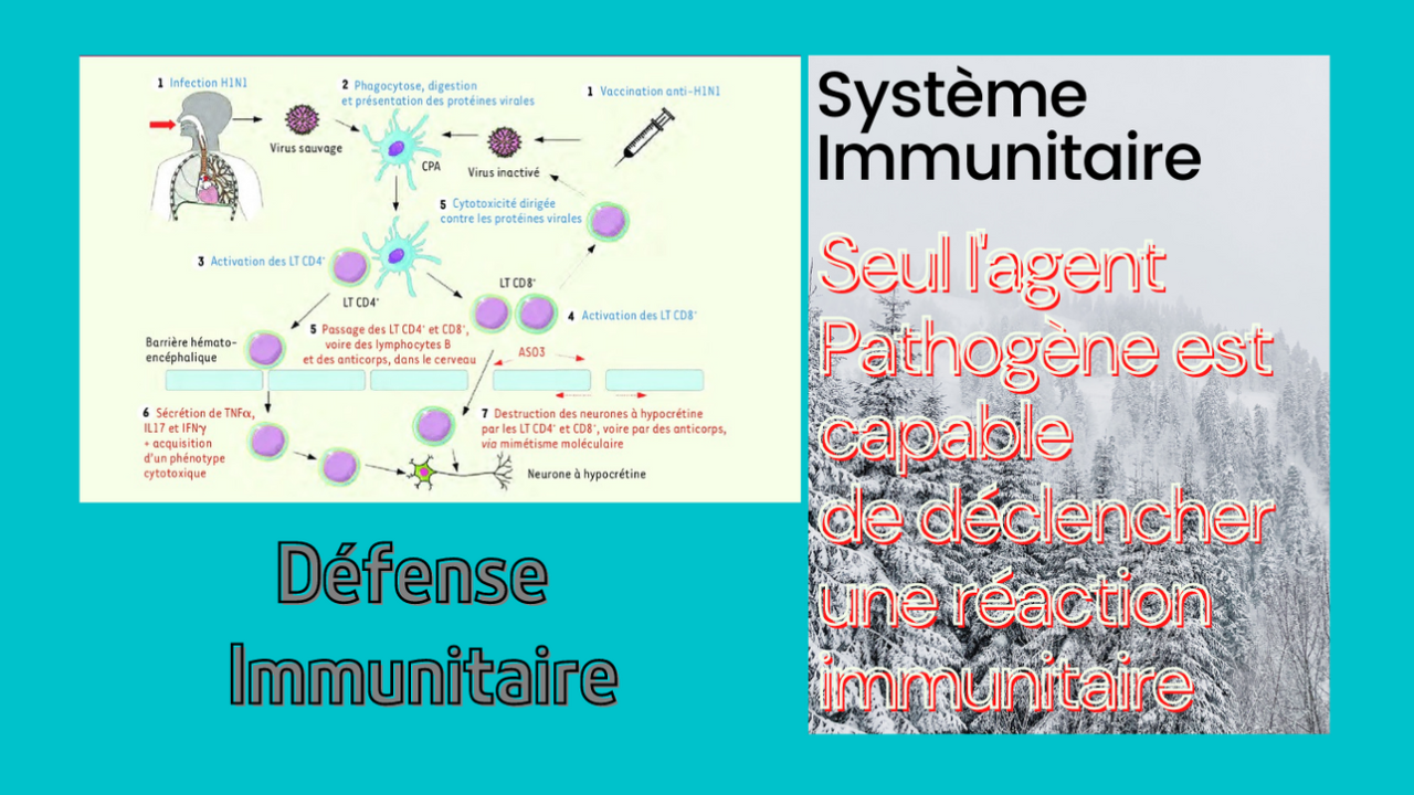 Le système immunitaire