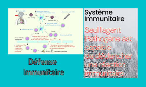 Le système immunitaire