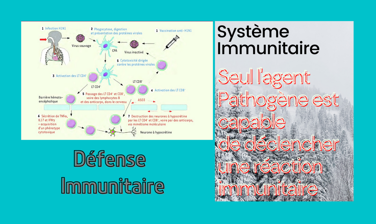 You are currently viewing Le système immunitaire