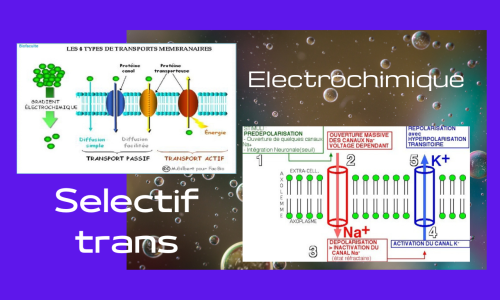 Trans-Membranaires