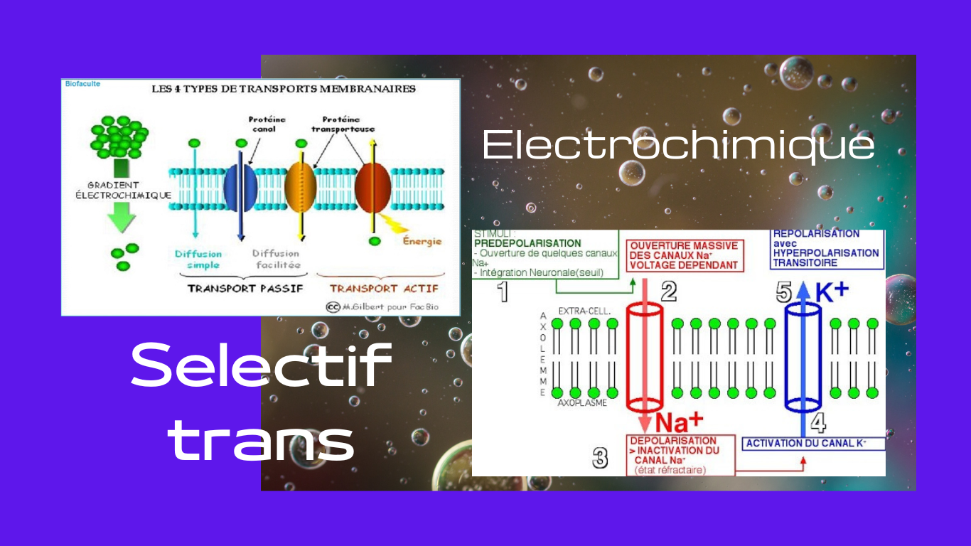 You are currently viewing Trans-Membranaires