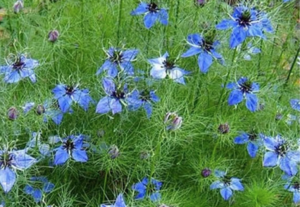 Graines de Nigelle issus d'une plante sauvage