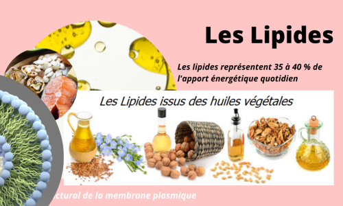 Les lipides