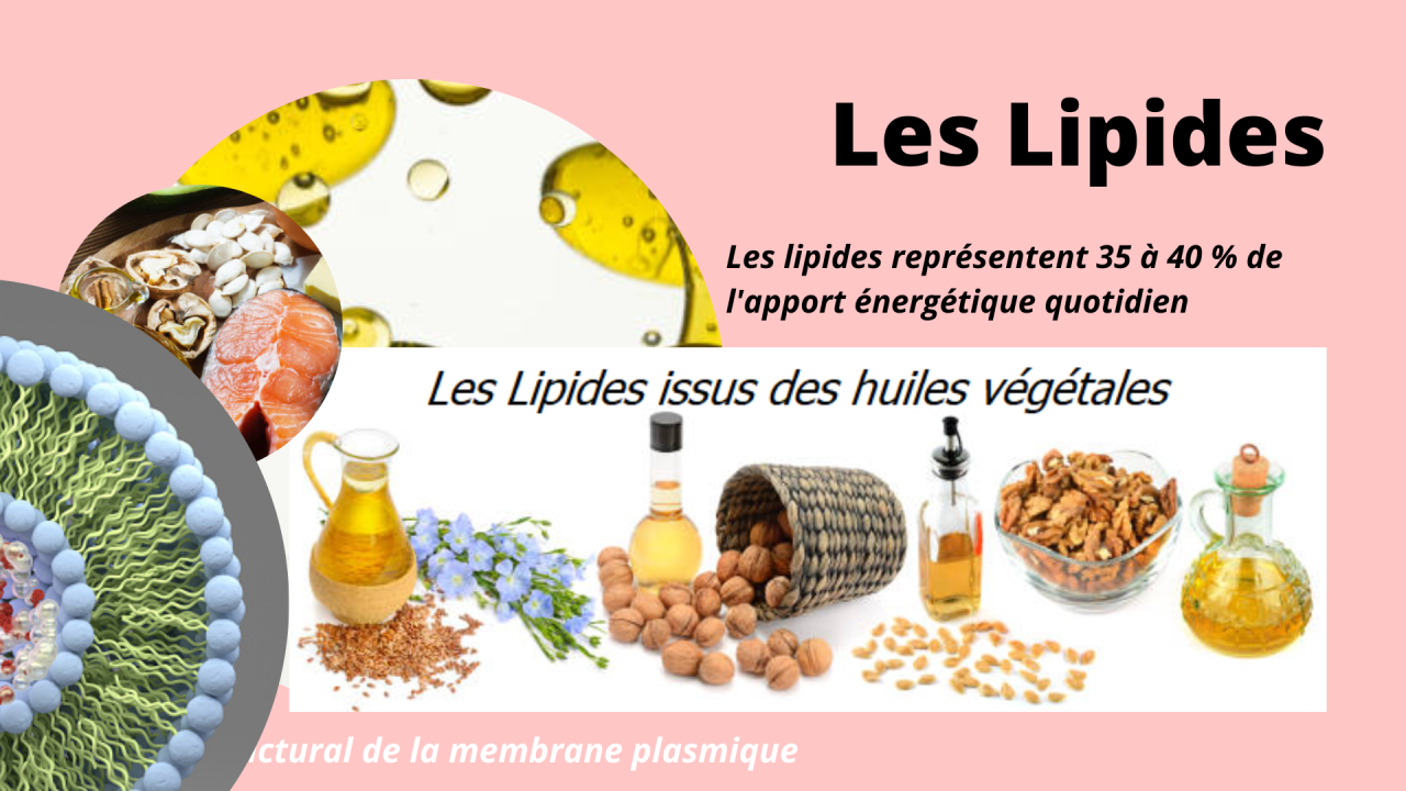 You are currently viewing Les lipides