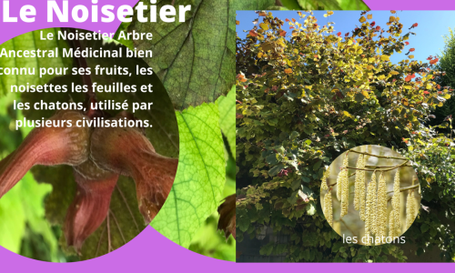 Le Noisetier