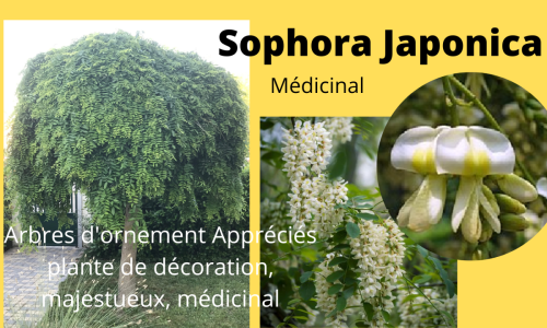 Le sophora Japonica