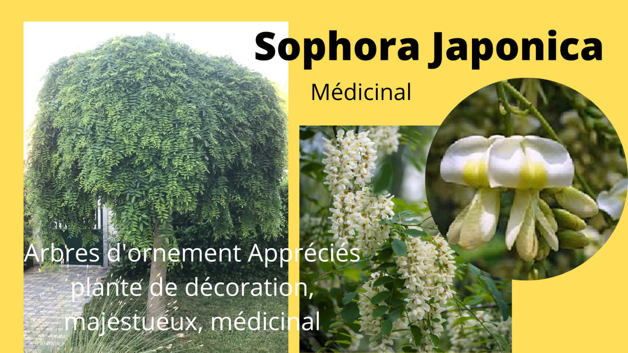 You are currently viewing Le sophora Japonica