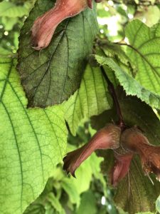 Sopora -feuilles et fruits