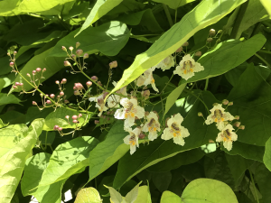 Feuilles et fleurs de catalpa