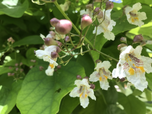 fleurs de catalpa