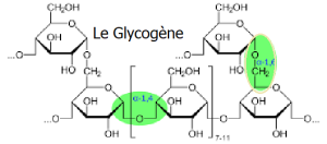 glycogene