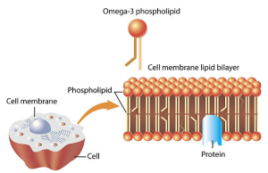 triglycerides