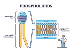 phospholiide