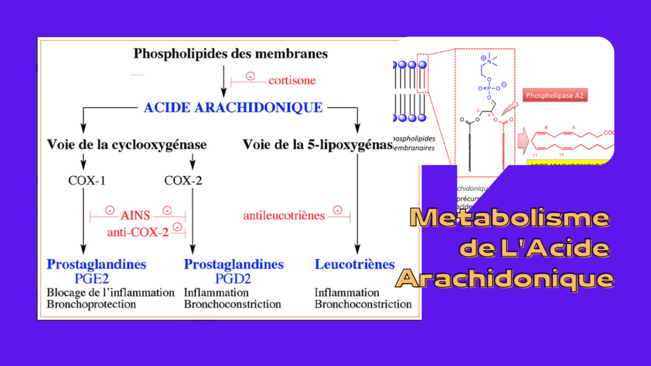 Acide Arachidonique