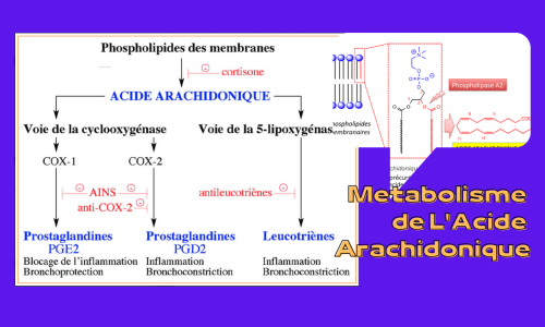 Acide Arachidonique